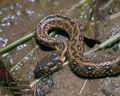 Natrix maura DE: Vipernatter UK: Viperine Snake ES: Culebra viperina IT: biscia viperina CZ: u�ovka maursk� FR: Couleuvre vip�rine PL: Zaskroniec �mijopodobny